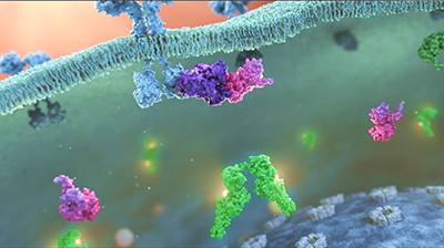 3D rendering depicting the interaction between ROCK2 and STAT3 at the cellular level, leading to the upregulation of Th17 and Tfh cells