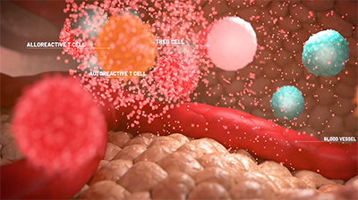 3D rendering depicting the autoreactive and alloreactive T cells contributing to chronic inflammation