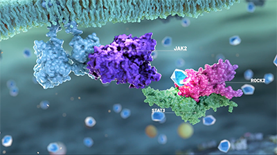 3D rendering depicting how REZUROCK decreases activation of STAT3, leading to the downregulation of pro-inflammatory cytokines